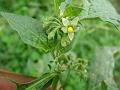 Black Nightshade